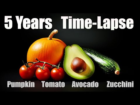 2000 DAYS in just 1 HOUR 🌱 Growing Plant Time Lapse LONG COMPILATION