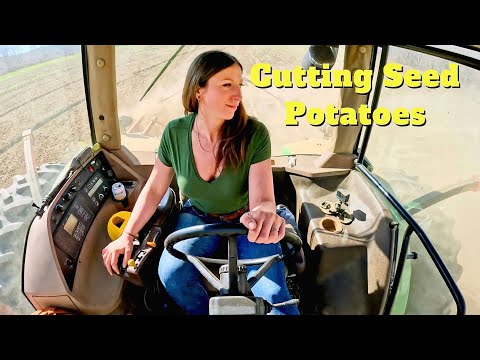Seed Potato Cutting 2024
