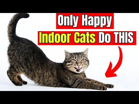 25 Hidden Signs Your Indoor Cat Is Truly Happy and Healthy
