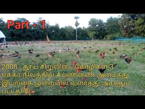 2000 தூய சிறுவிடை கோழி வளர்க்கும் பட்டதாரி /  thooya siruvidai kozhi pannai.