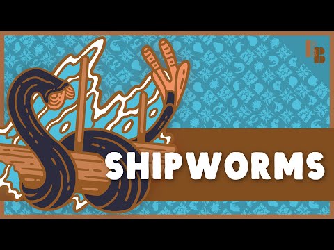 This Clam Sinks Ships