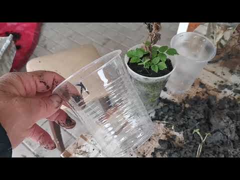 "Размножение малины"! /Идеальный способ для начинающих/!