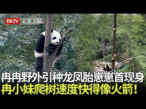 大熊猫冉冉野外引种回来的龙凤胎崽崽首次现身,颜值爆表!冉小妹野外基因藏不住,爬树速度快得像火箭! 【熊猫奇遇记】