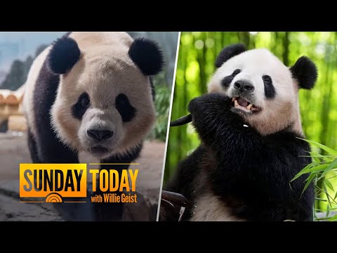 Panda-monium: New pandas at National Zoo set to make debut