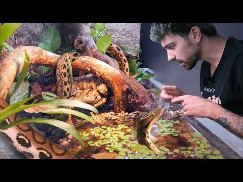 I Built a Bioactive Paludarium for my Rainbow Boa