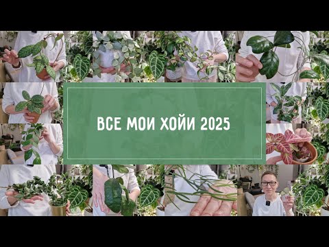 ХОЙИ. Большой весенний ОБЗОР 2025