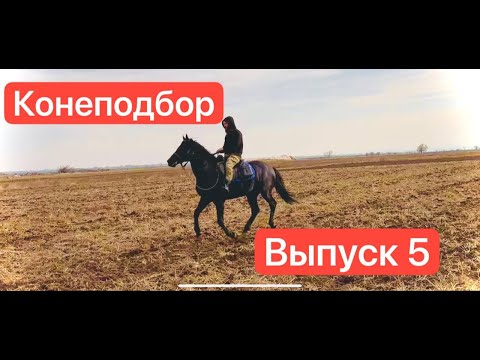 Нашли и купили лошадей на Кавказе | Выпуск 5 | Александр Обжерин