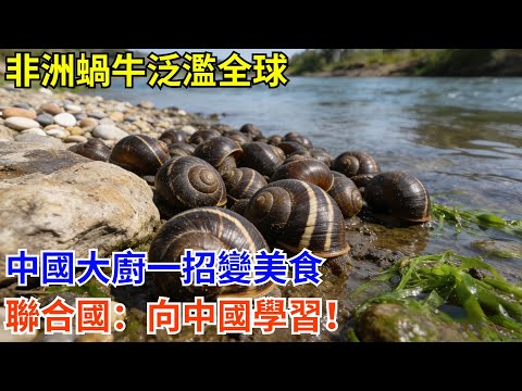 非洲蝸牛泛濫全球，中國大廚一招變美食，聯合國：向中國學習！#科普 #熱門 #中國高鐵 #國際觀點 #大國工程