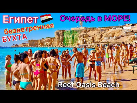 Отдых в Египте 🇪🇬 Туристы БЬЮТСЯ за лежаки❗️ ЛУЧШИЙ пляж в Шарм эль Шейхе. Отель Reef Oasis Beach 4*