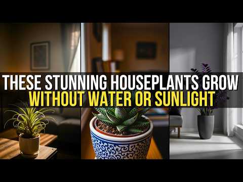 No Sun. No Water. No Problem. 7 Plants That Survive Anything