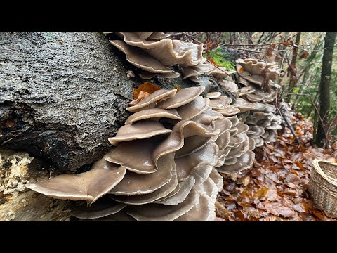 I was stunned when I saw this. It was a whole log of oyster mushrooms. #Just one log is enough. o...
