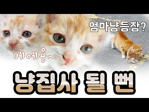 냥집사 될 뻔한 썰(feat.엄마냥 등장?) (Stray cat)