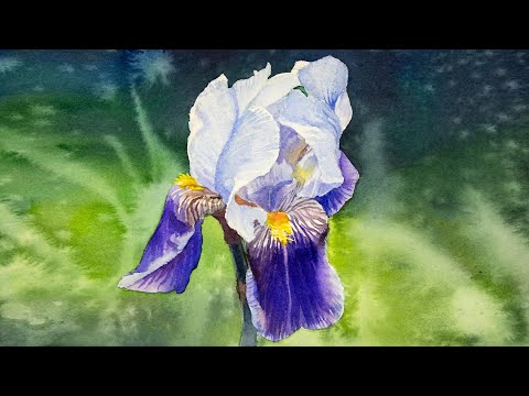 Watercolor painting a iris flower