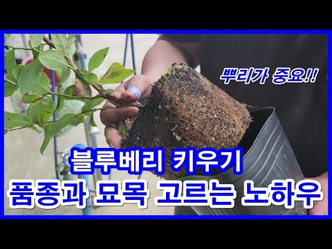 블루베리 키우기 품종과 묘목 고르는 방법