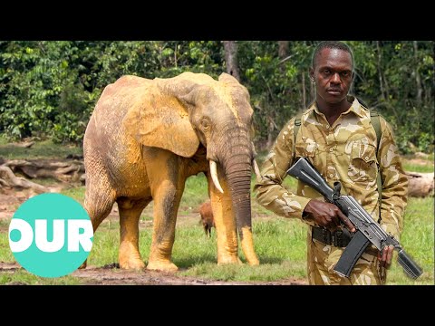 OPERATION COBRA: Cracking Down On The Ivory Trade | Animal Black Ops | Our World