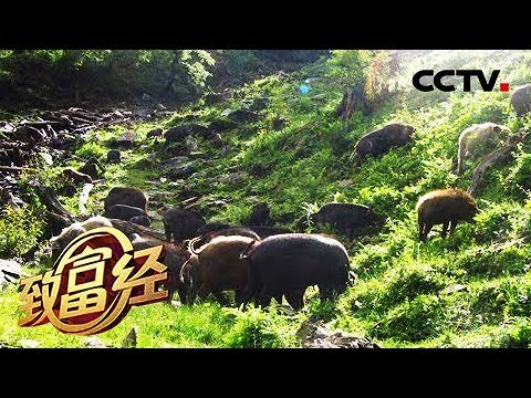 《致富经》三个月赚500万的生意 从赔光家底开始 20180911 | CCTV农业