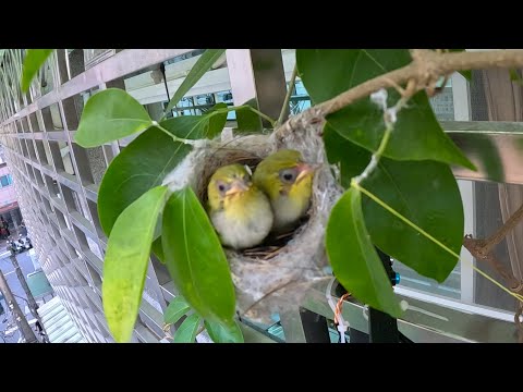 療癒小精靈~綠繡眼鳥從孵蛋,出生,餵養,到離巢 全紀錄. Full film of White-Eye Bird from hatching, birth, feeding, to fledging