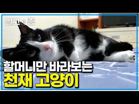 "나는 할머니만 좋다냥" 할머니 사랑을 듬뿍받아 할머니의 말귀를 알아듣는 천재 고양이│고양이를 부탁해│알고e즘