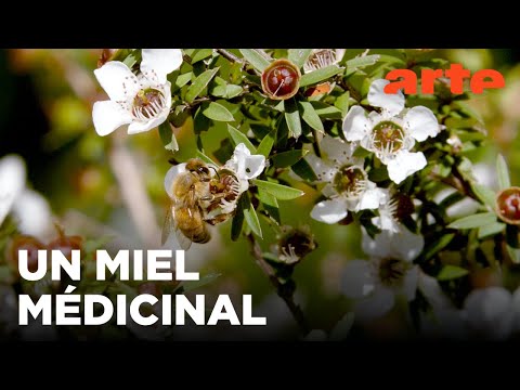 Nouvelle-Zélande, le trésor des Maoris | Les maîtres des abeilles | ARTE Family