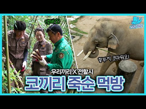 [Just us] ep.7 The zookeepers go up the mountain to feed their babies bamboos 🔥| Everland
