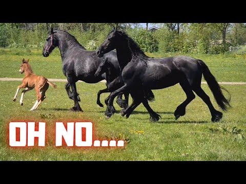 Rising Star and Queen👑Uniek together with the other mares with foals | Friesian Horses