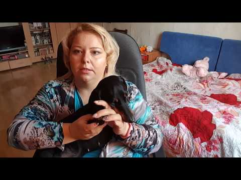 Как правильно выбрать щенка.