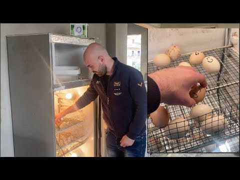 الطريقة الصحيحة لتقليب البيض داخل الفقاسة