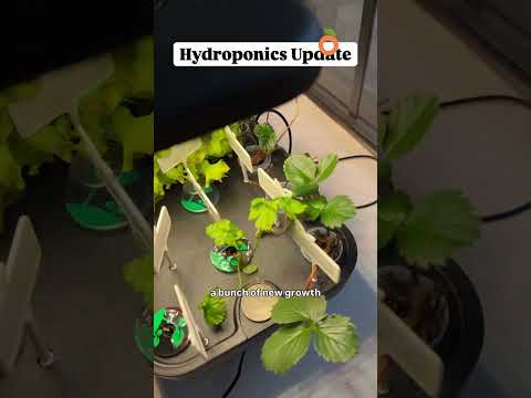 Windowsill hydroponics update #growyourownfood #hydroponics #hydroponicgarden