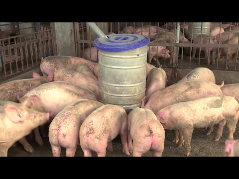 【循環經濟】廢水變肥水｜畜牧糞尿水資源再利用 (我們的島 第918集 2017-08-07)