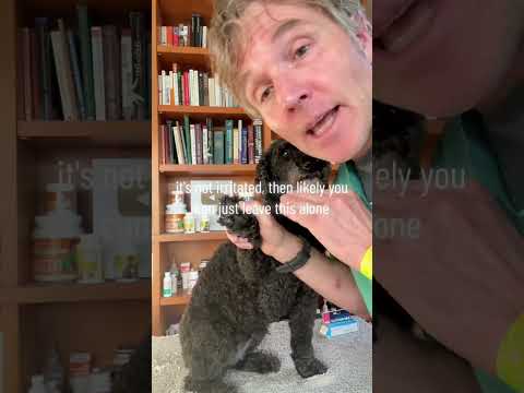 Why does your dog’s paw smell like Corn Chips?