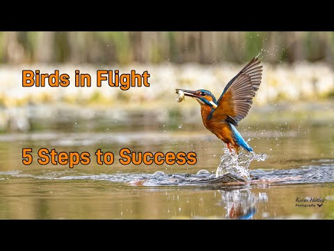 Birds in Flight Photography