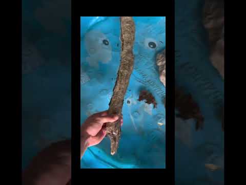 Building TURTLE a HOME #Jesus #GrayGang