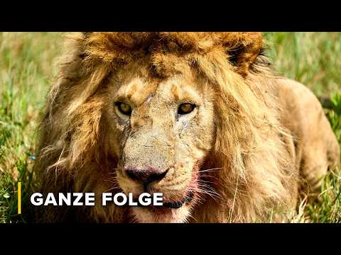 Löwen und Hyänen: Leben von den Überresten | Ikonen der Wildnis 108