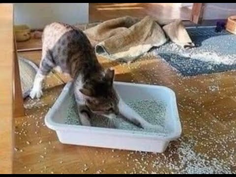 😺 Коты против порядка! 🐈 Видео смешных кошек и котят для хорошего настроения! 😻