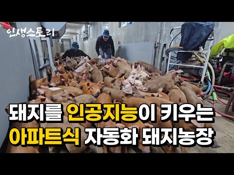 한국 최초 2200마리 돼지를 인공지능이 키우는 스마트팜 자동화 농장 만들어 연매출 50억 대박난 40대 /자영업자/직업의모든것/휴먼스토리