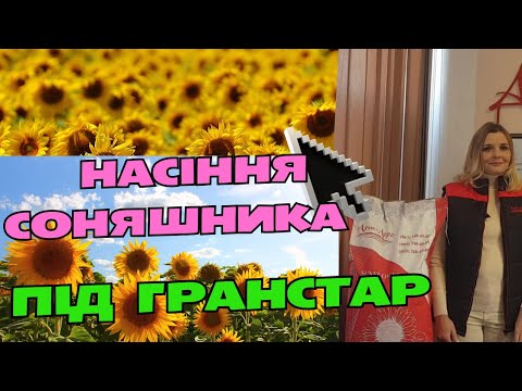Насіння соняшника Неймар, Неймар Плюс, Астон і Бастен під Гранстар від виробника насіння @Арт_Агро
