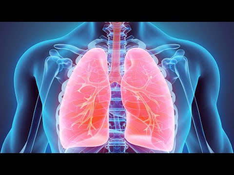 الفسلجة والتشريح 3D:#الحلقة19:الجهاز التنفسي:القناة التنفسية العليا،السفلى:الرئتين:الرغامي:الحويصلات