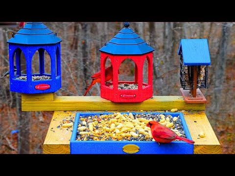 🔴Bird Feeder Cam | Non-Stop Action | 👋Come Watch