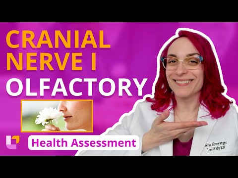 Cranial Nerve I: Olfactory - Health Assessment for Nursing Students | @LevelUpRN