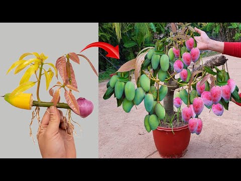 Latest unique technique, Propagating mango tree to produce beautiful two color fruit, yellow and red