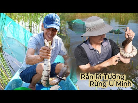 Dính Rắn Ri Tượng Khủng, ngày thứ 2 đến rừng U Minh Cà Mau | Gấc Quê