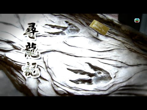 TVB 星期日檔案|尋龍記|無綫新聞 TVB News