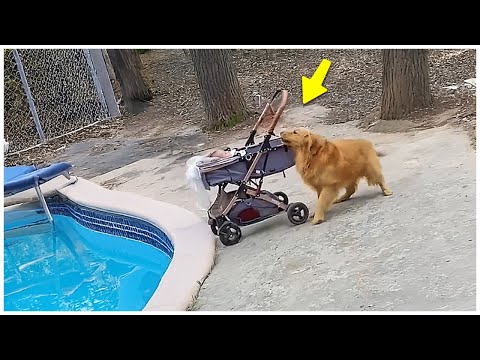 50 Hero Animals That Saved Human Lives 💕 I Best of 2025!