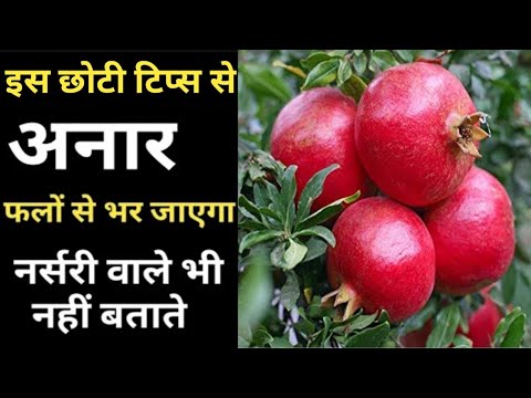 How to Get More Fruits in Pomegranate || अनार फलों से भर जायेगा | Home garden