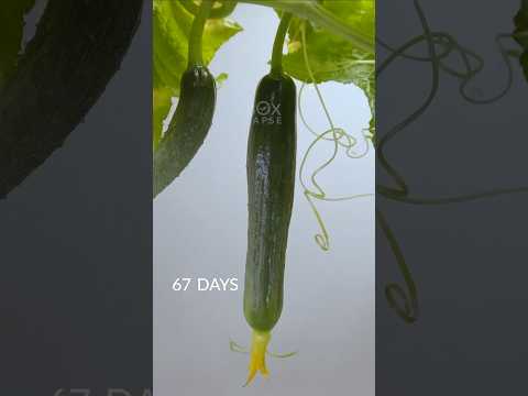 81 Days in 34 Seconds - Seed to Cucumber