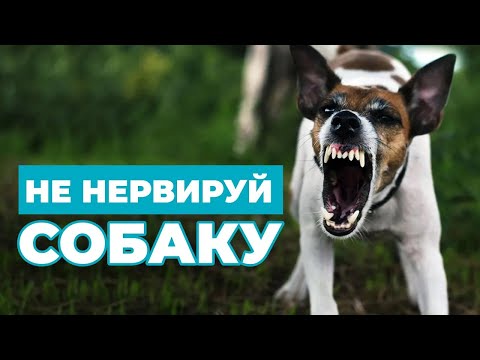 ВСЁ О ПРАВИЛЬНОМ ПОВЕДЕНИИ ХОЗЯИНА С СОБАКОЙ. Что нужно знать, чтобы не злить собак | ЛавГав