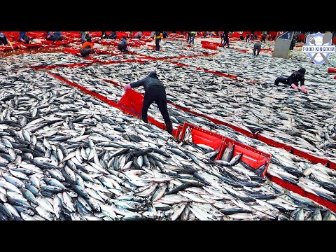 Extreme scene! seafood factory & seafood restaurant / mackerel, eel, octopus, sushi