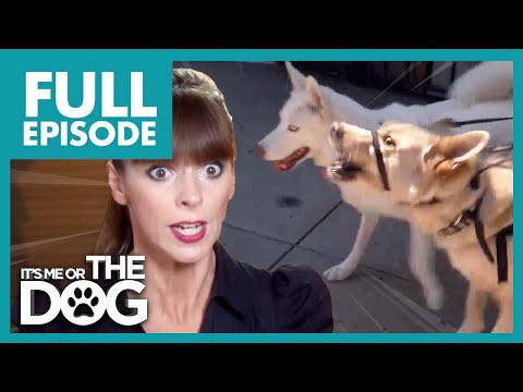Out-of-Control Dogs are Ruining Owner's 20-year Relationship | Full Episode | It's Me or The Dog