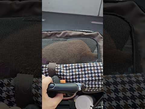 帶米果妹去搭公車有乖乖的😂 #dog #shiba #柴犬 #可愛い #pets #狗狗 #shibainu #doglife #cutedog #cute #毛小孩 #family #赤柴