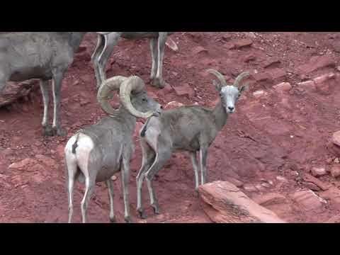NATURAL HISTORY BIG HORN SHEEP
